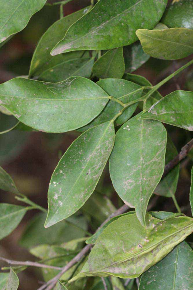              Shade leaves (Riverside, CA)       